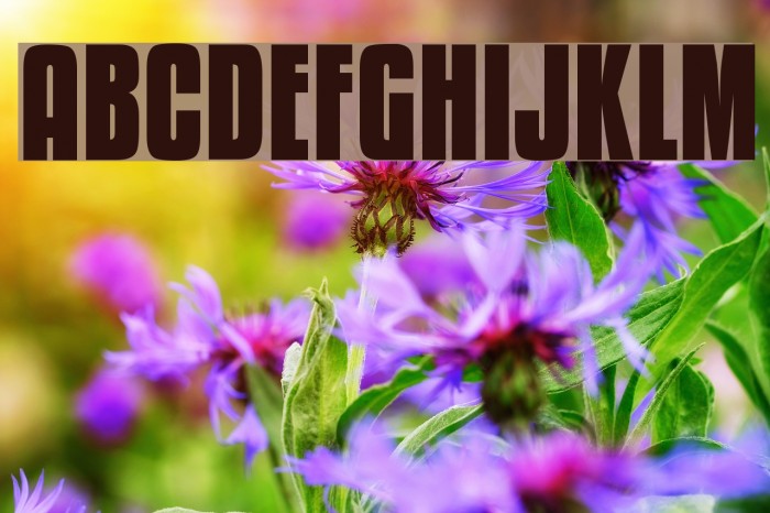 Kenyan Coffee Bold Font examples