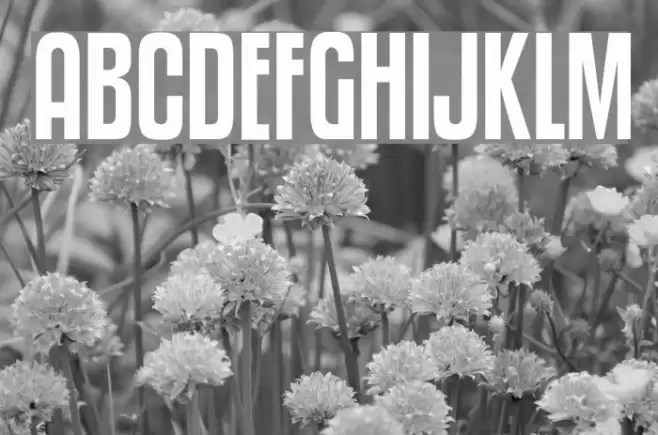 KenyanCoffee-Regular Caratteri examples