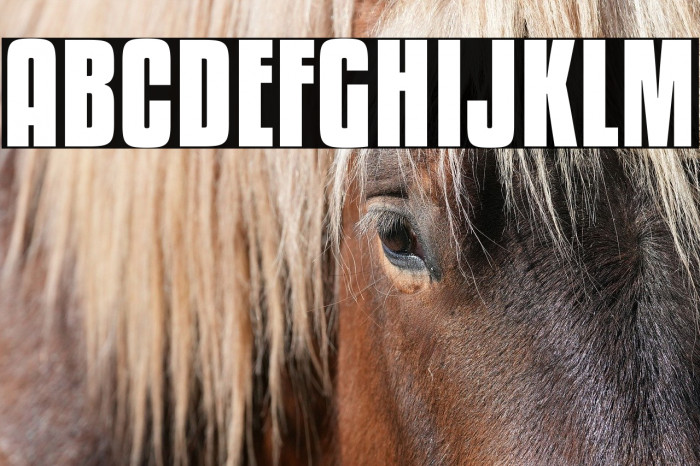 KenyanCoffeeRg-Bold Example 3