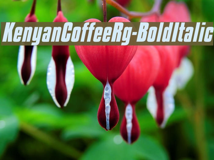 KenyanCoffeeRg-BoldItalic Font examples