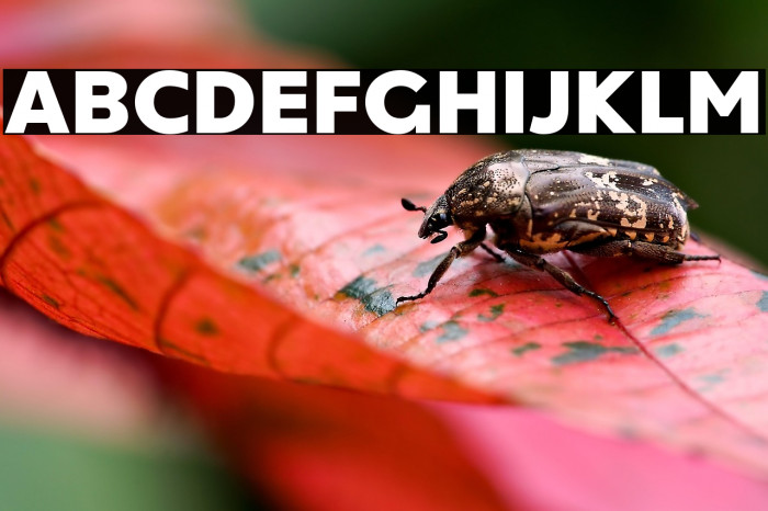 Kepler-296 Example 1