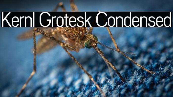 Kernl Grotesk Condensed Example 2