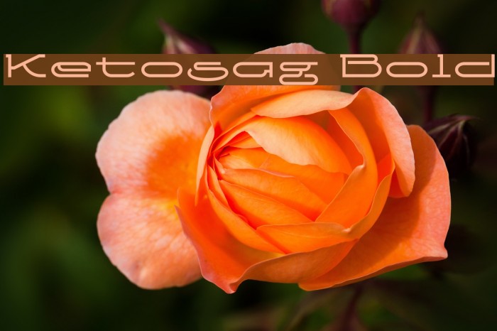 Ketosag Bold Font examples