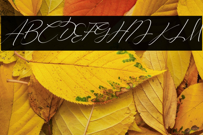 Keylista Robin Italic Example 2