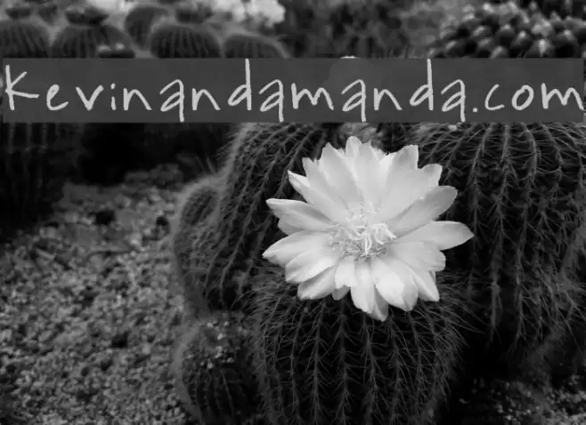 kevinandamanda.com Caratteri examples