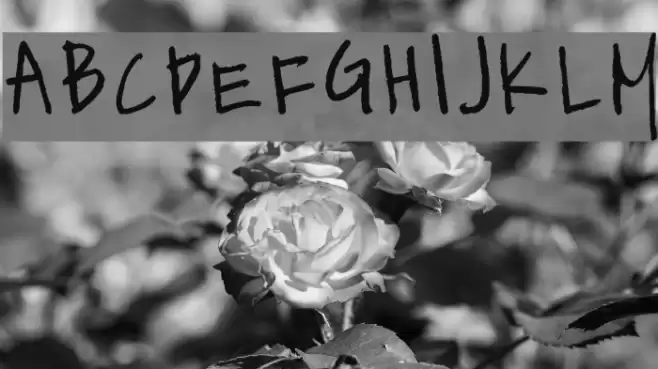 kevinandamandadotcom Schriftart examples