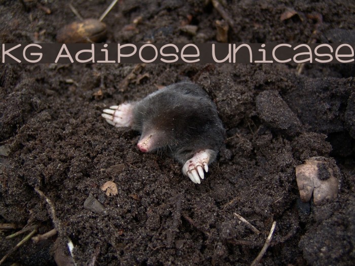 KG Adipose Unicase Font examples