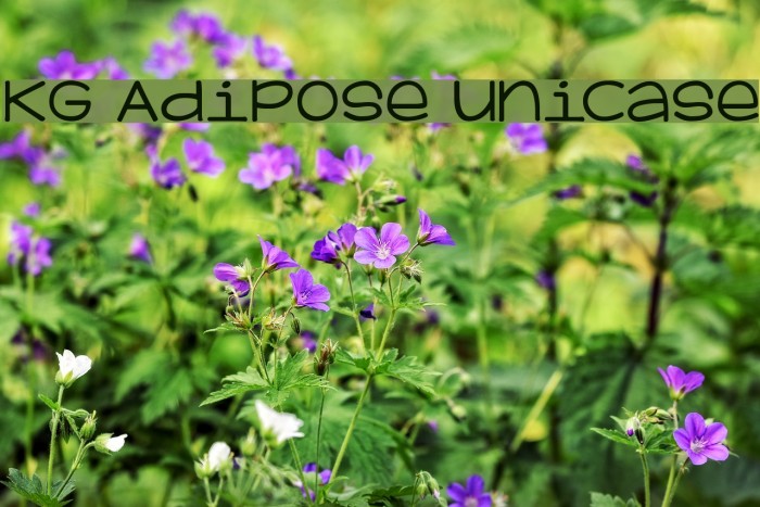 KG Adipose Unicase Font examples