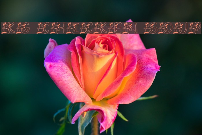 KG CHICKEN SOUP Example 3