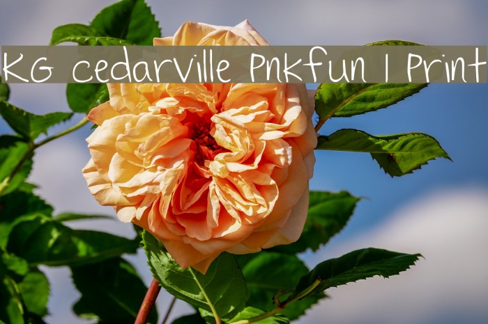 KG Cedarville Pnkfun 1 Print Font examples
