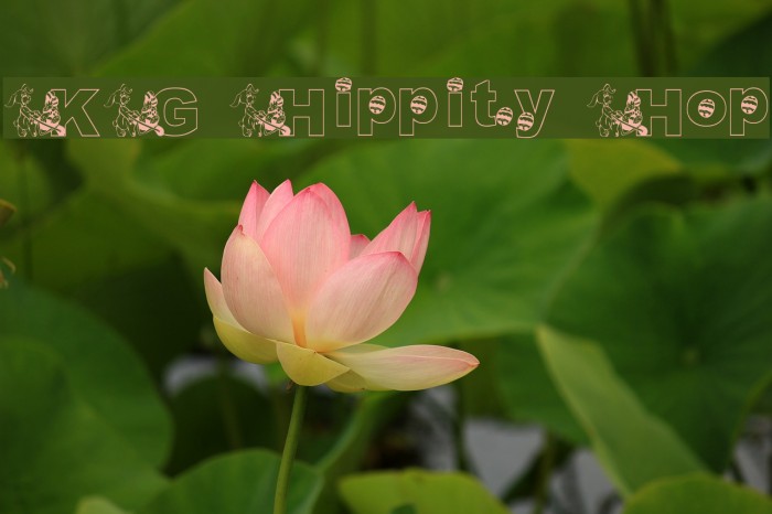 KG Hippity Hop Example 1