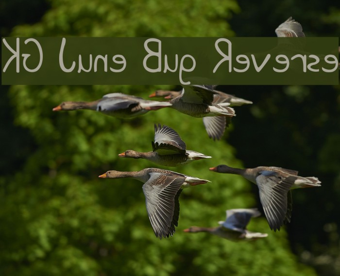 KG June Bug Reverse Font examples