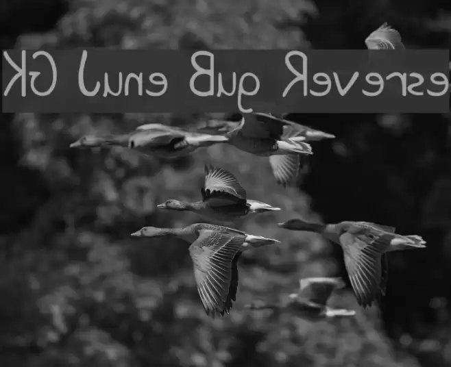 KG June Bug Reverse خط examples