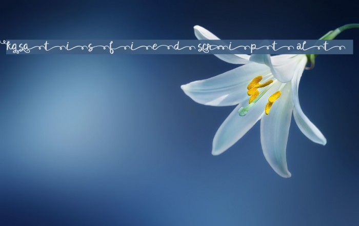 KG Satisfied Script Alt Example 3