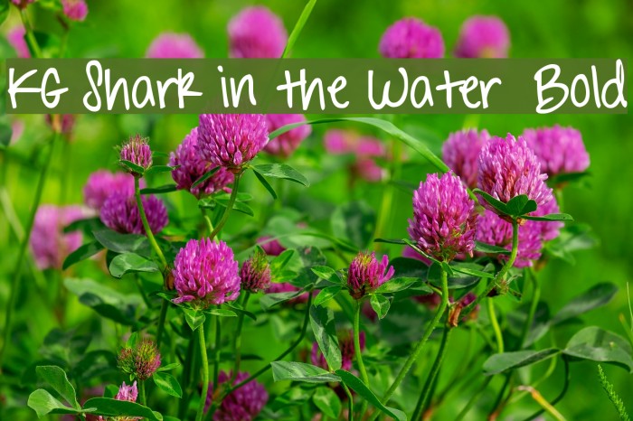 KG Shark in the Water Bold Font examples
