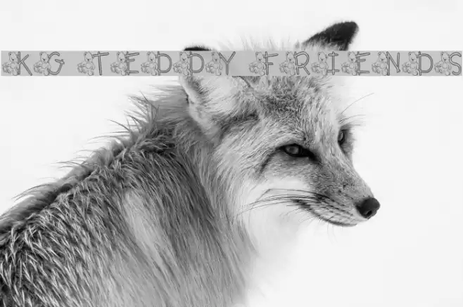 KG TEDDY FRIENDS Font examples