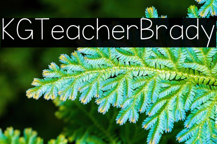 KG Teacher Brady Example 3