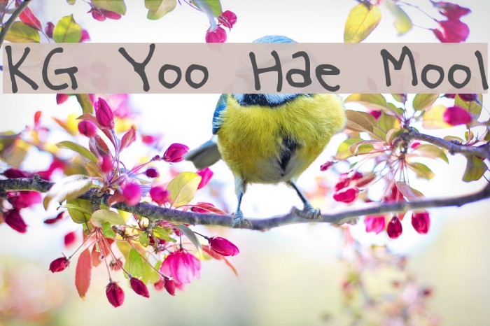 KG Yoo Hae Mool Font examples