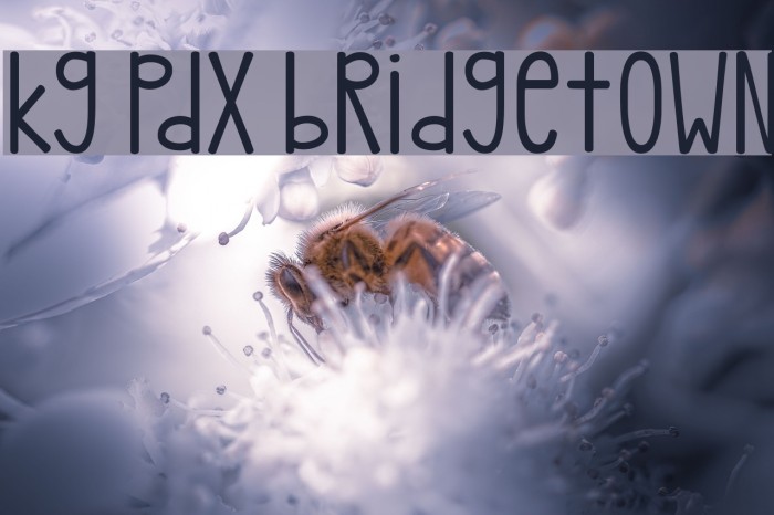 kg pdx bridgetown Font examples