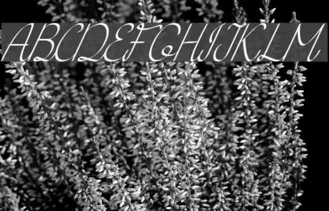 KH Erza Script Italic Font examples