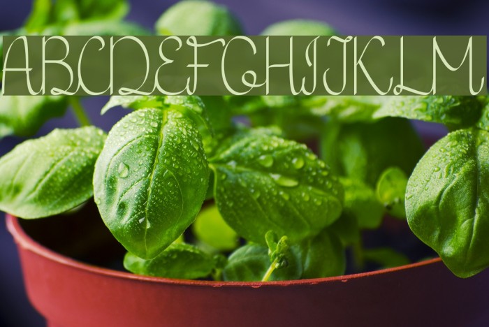 KH Erza Script Font examples