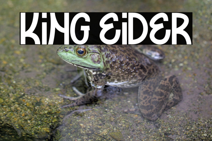 KING EIDER Example 3