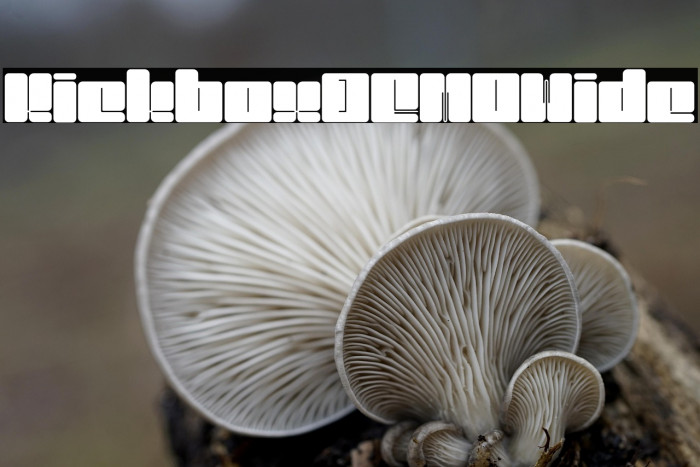 KickboxDEMO-Wide Example 1