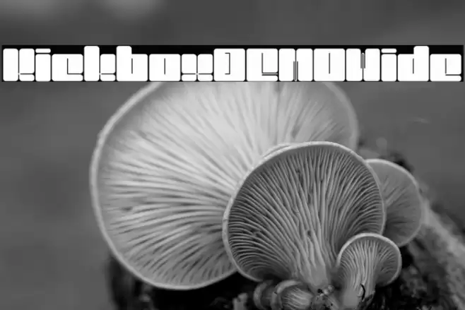 KickboxDEMO-Wide Font examples