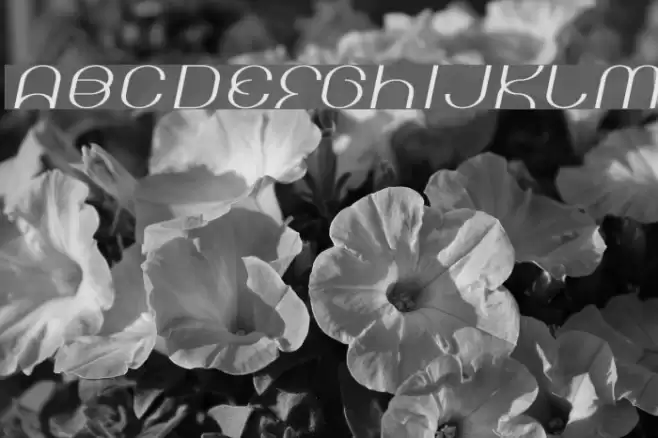 Kicking Limos Font examples