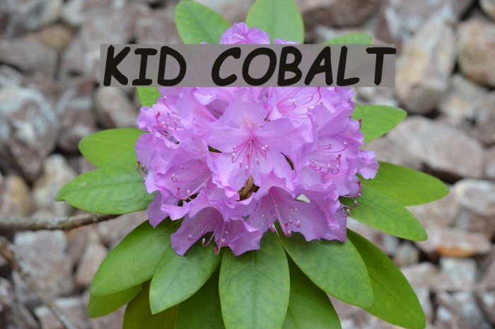 Kid Cobalt Font examples