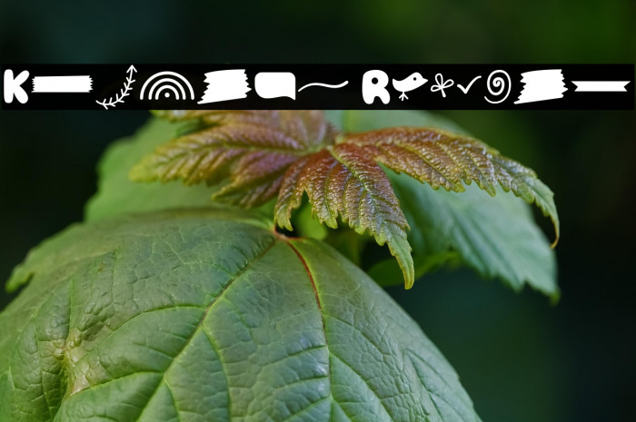 Kidmans Regular Example 3