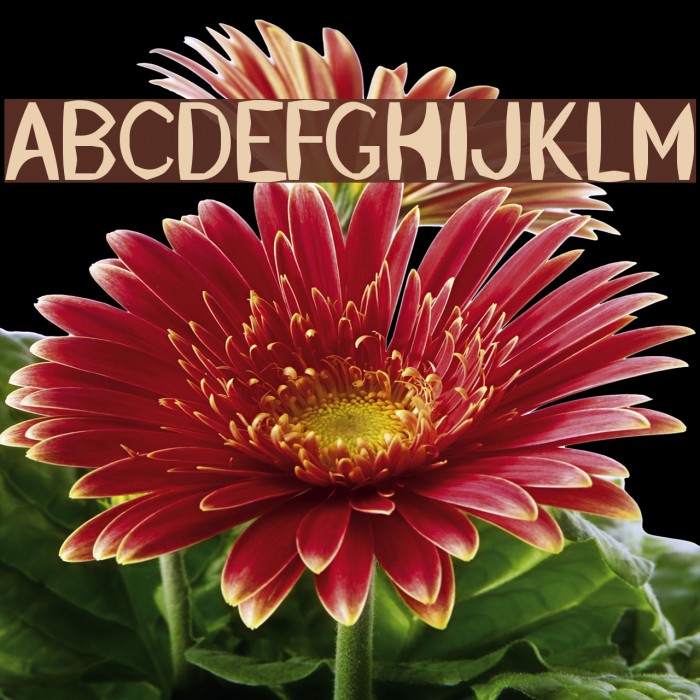 KillerStumps Font examples
