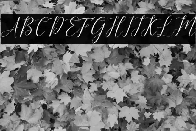 Kimberly Font examples