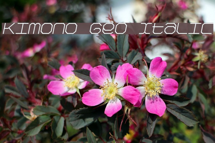 Kimono Geo Italic フォント examples