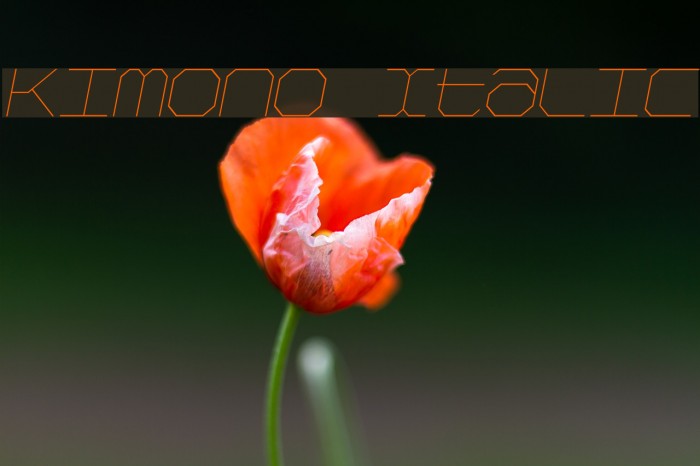 Kimono Italic Font examples