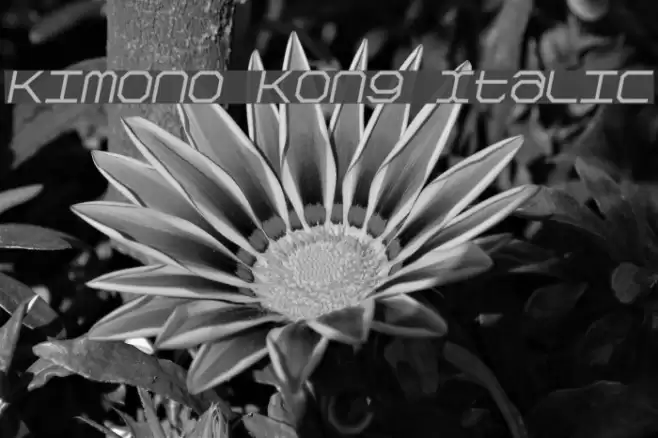 Kimono Kong Italic Font examples
