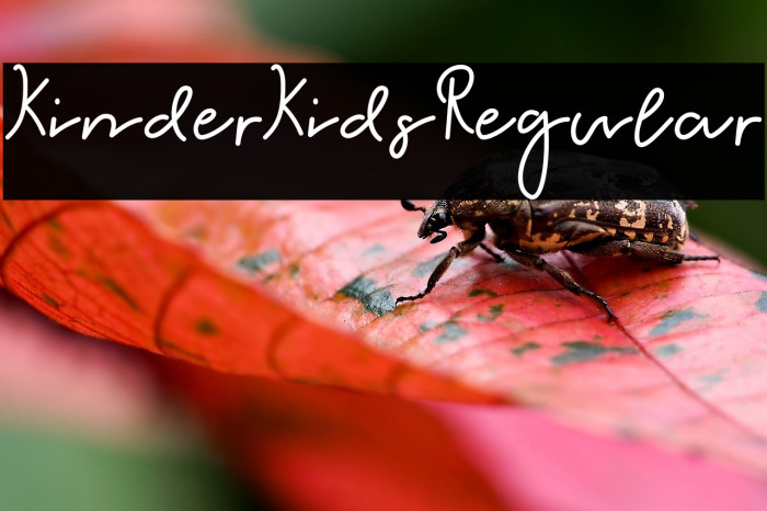 KinderKids-Regular Example 1