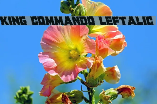 King Commando Leftalic Example 2
