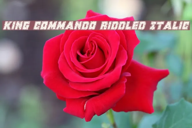 King Commando Riddled Italic Example 3