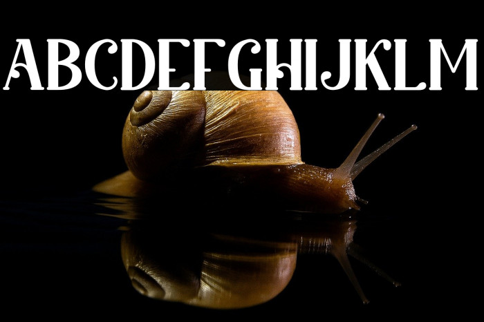 King Lounpera Solid Example 1