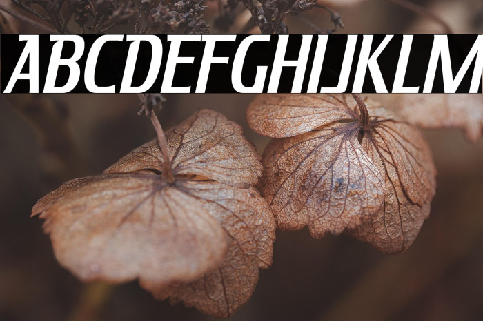 KingRichard-Italic Example 3