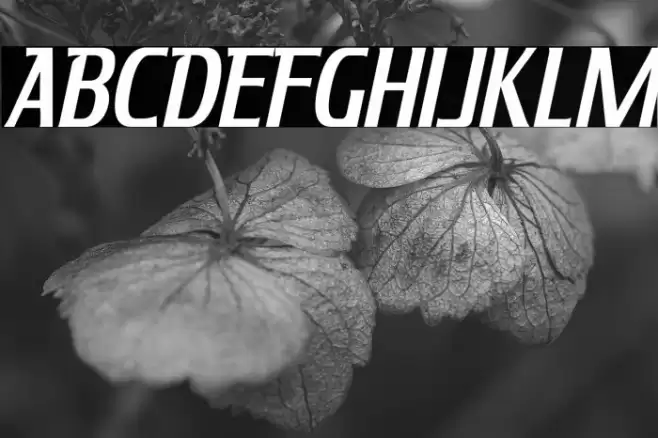 KingRichard-Italic Font examples