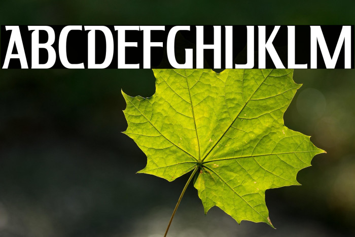 KingRichard-Regular Example 3