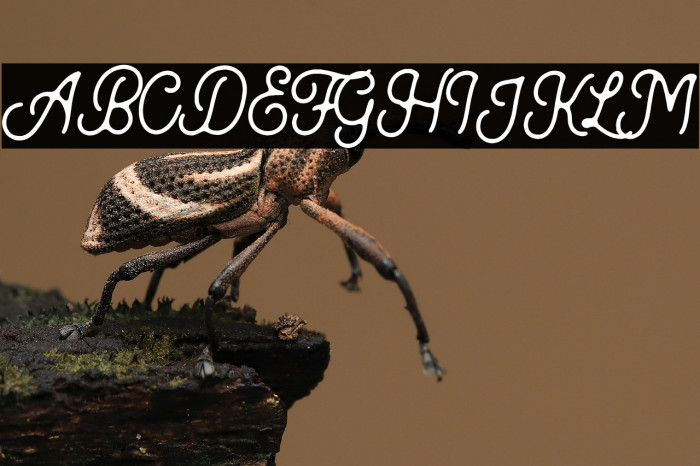 Kingbirds-Rough Example 2