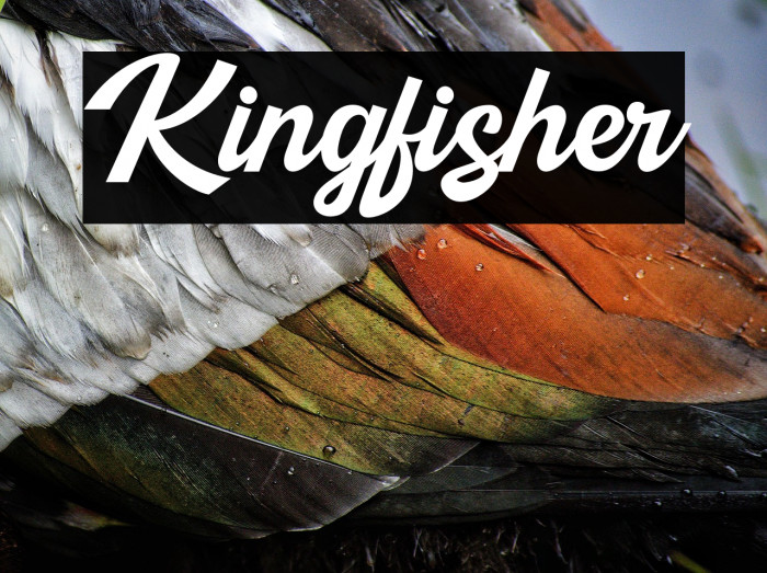 Kingfisher Example 1