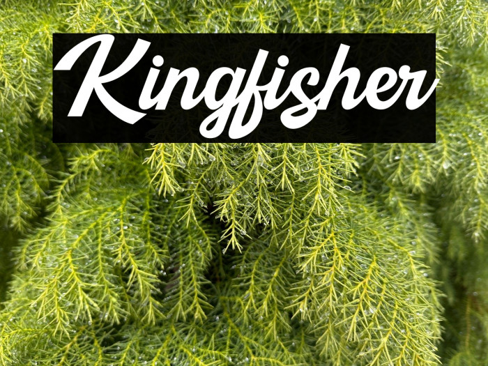 Kingfisher Example 3