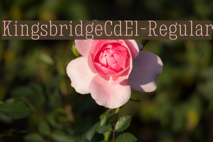 KingsbridgeCdEl-Regular Example 1