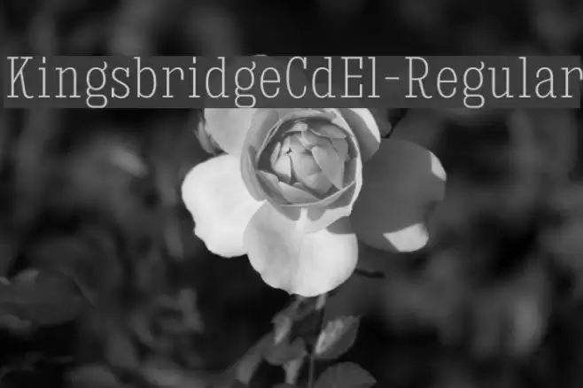 KingsbridgeCdEl-Regular Font examples