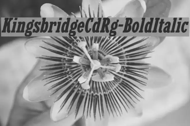 KingsbridgeCdRg-BoldItalic Font examples