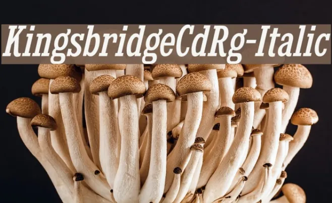 KingsbridgeCdRg-Italic Example 1